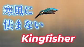 寒風に立ち向かう翡翠 Jade facing the cold wind.