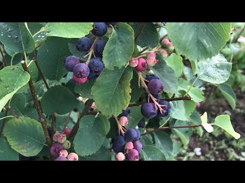 Ivan Hričovský: ROZŠÍRIŤ DROBNÉ OVOCIE O ZEMOLEZ A MUCHOVNÍK