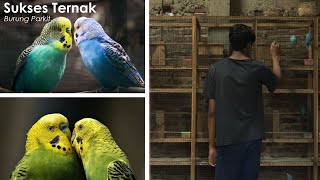 Download lagu Lahan sempit jadi duit | sukses berternak burung parkit mp3