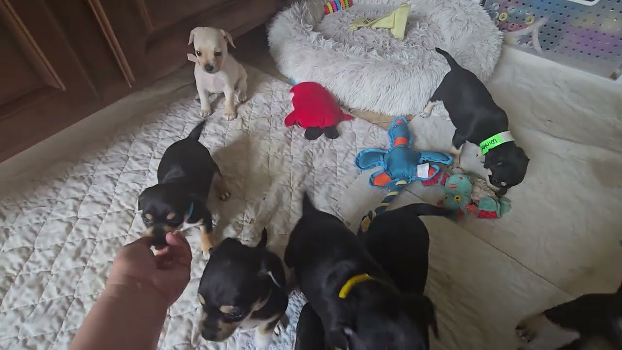 Enlarge Blizzard, an adopted Chihuahua in Southport, CT video 4/5