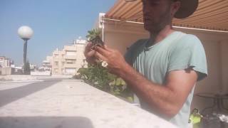 שתילה בתוך אדנית מרזב