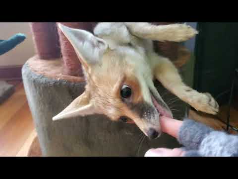 I tried to put a shirt on Fawzi Fox....this is how it went.