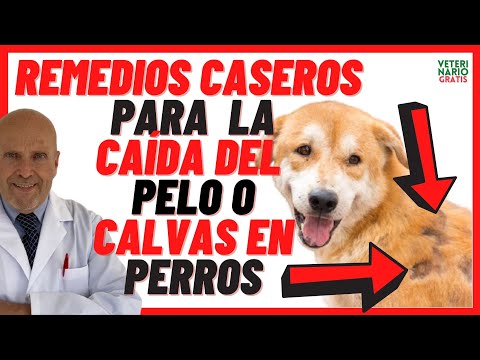 Porque a mi Perro se le Cae mucho el Pelo 🔴 Remedios Caseros para la Caida de Pelo Calvas en Perros