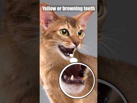 How to know if your cat has dental problems