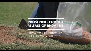 How to lay RHDV (rabbit virus) baits on your site
