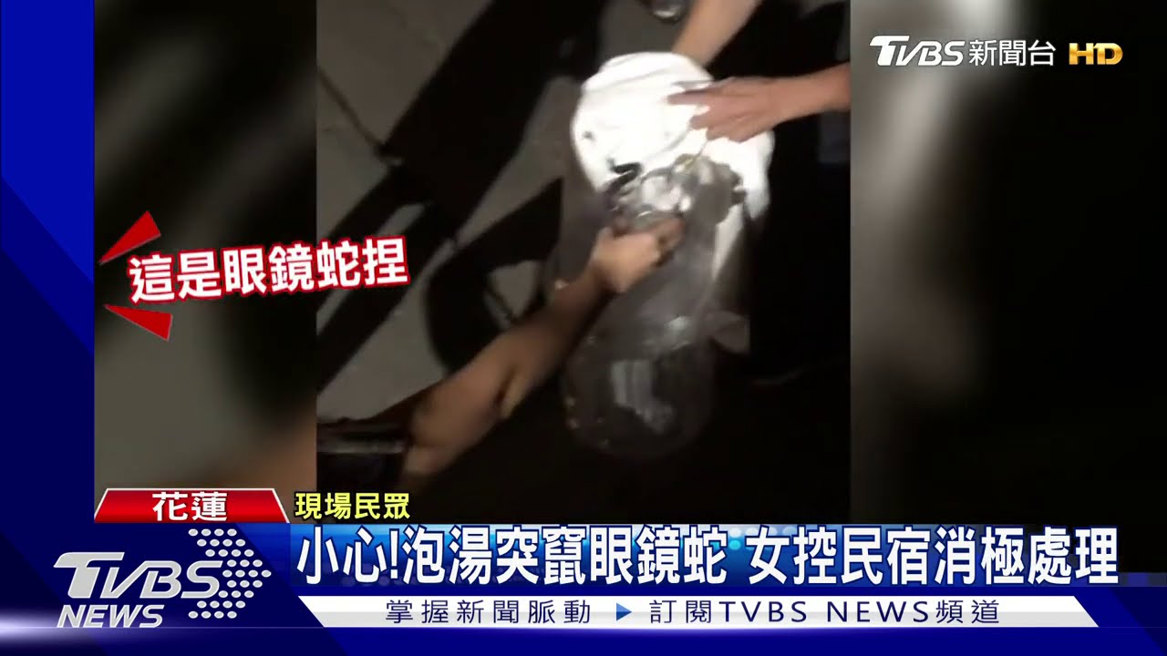小心!泡湯突竄眼鏡蛇 女控民宿消極處理