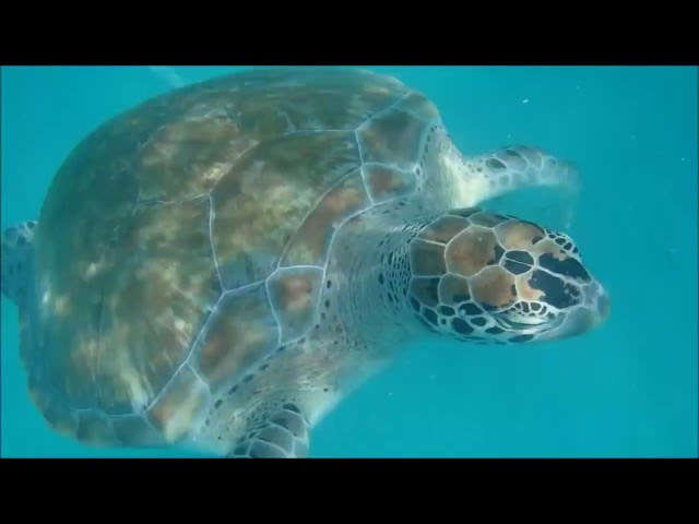 Snorkeling With Sea Turtles in Barbados