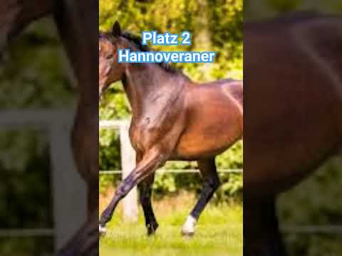 , title : 'was sind eure lieblings Pferderassen? #pferde #haflinger #araber #Hannoveraner'