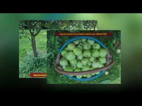 Z cyklu Klimaty Podlasia na naszym Agro   Nasz 100 letni sad