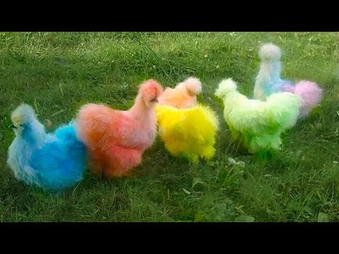 5 Roosters You Won't Believe Actually Exist!