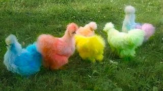 5 Strangest Roosters in The World