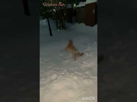 dog#pet #funnydog#shorts