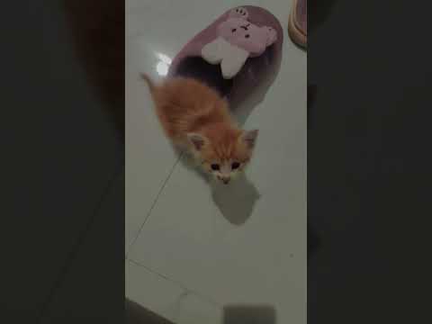 Namya 😺🧿 #pets #cats