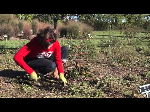 Prepare for Spring with Fall Garden Cleanup