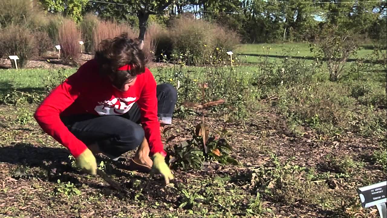 Prepare for Spring with Fall Garden Cleanup