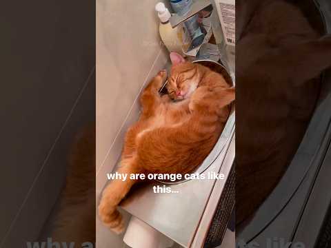 Vidéos de chats mignons