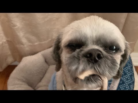 Groovy’s ASMR Crunchy dog food