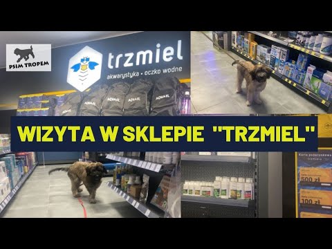 🐶W sklepie akwarystycznym  "Trzmiel" - Owczarki katalońskie