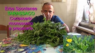 TARASSACO (Cicorietta Selvatica): conoscerlo, riconoscerlo e prepararlo - Erbe Di Campo - Ricetta