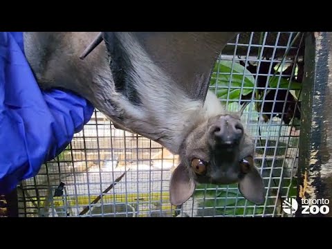 Straw Coloured Fruit Bat Reintroduced To His Family🦇