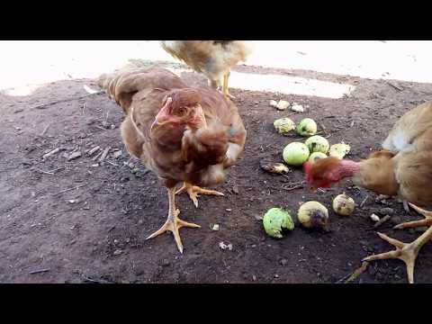 , title : 'Criação de galinhas(dica para ter ovos no inverno ) 🐓🐔'