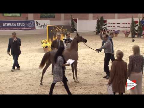 N.3 NALII DEL FALCO - Milan 2016 - Yearling Fillies (Class 1A)