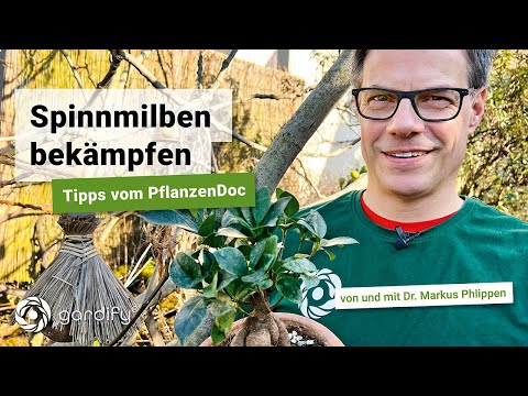 , title : 'Spinnmilben einfach und natürlich bekämpfen - Tipps vom PflanzenDoc | gardify  Tipps'