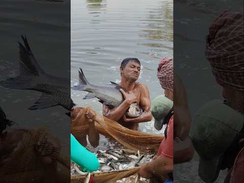 katla sundori#subscribe #views #viralvideo #shortvideo #fishing #youtubeshorts #minivlog