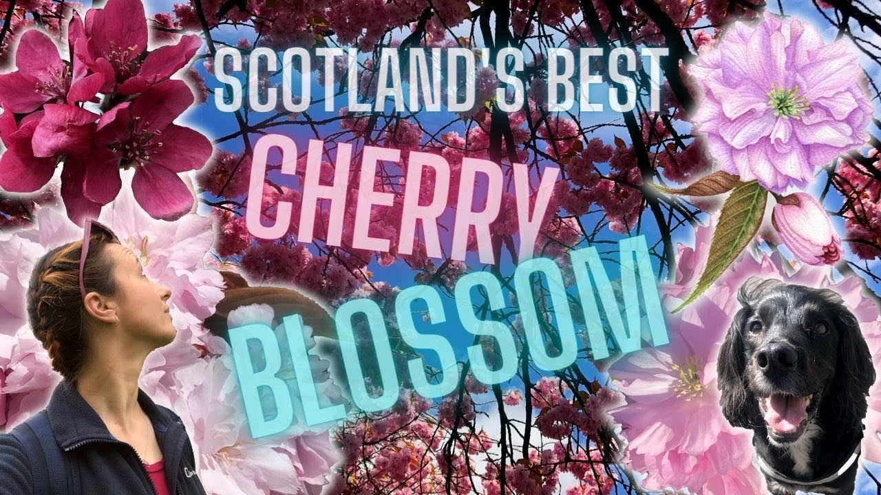 Watch video SCOTLAND'S BEST CHERRY BLOSSOM - Discovering Three New Locations + Painting a Blossom Flower Now SCOTLAND'S BEST CHERRY BLOSSOM - Discovering Three New Locations + Painting a Blossom Flower