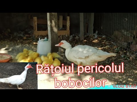 Rățoiul este pericol pentru boboci de rață