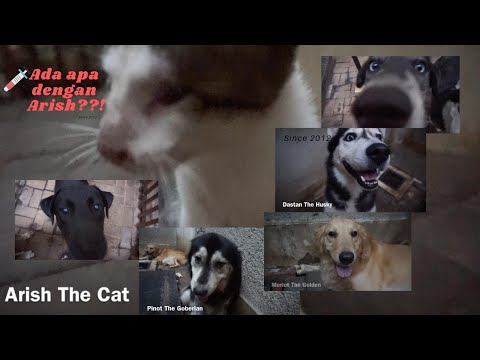 Good Dogs & A Cat - Vlog (Arish's Vet Visits)