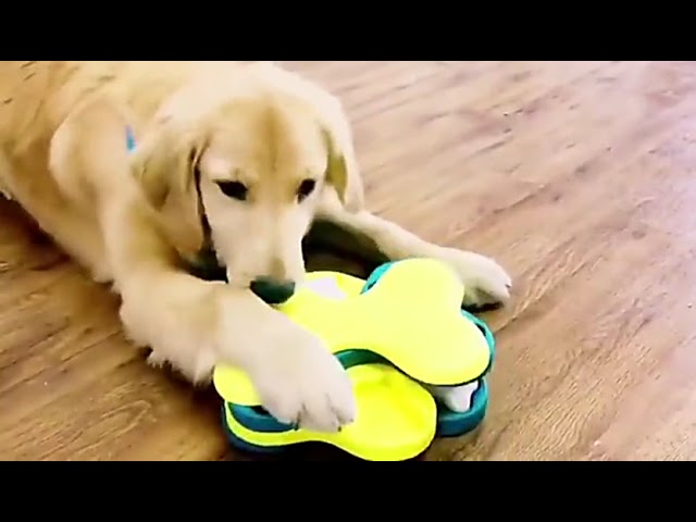 Vídeo relacionado con Nina Ottosson por Outward Hound Dog Tornado - Dispensador Interactivo de recompensas - Rompecabezas para Perros