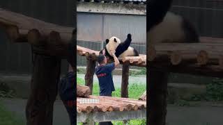 Panda&#39;s Lazy Behavior in Real Life Captured!