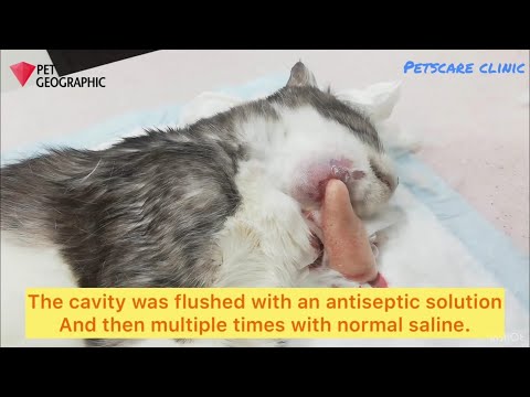 tooth abscess in cats