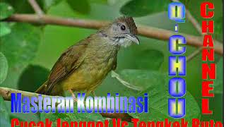 Download lagu Masteran Kombinasi Cucak Jenggot Vs Tengkek Buto mp3