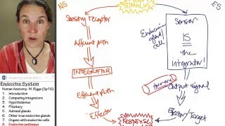 Endocrine 8- Pathways