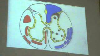 Dr Eman Sadek - CNS 4 "levels of spinal cord -closed medulla "
