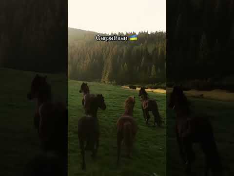 Most Beautiful Places in Ukraine 🇺🇦 | #shorts #travel #explore #nature #viral #adventure