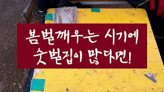 봄벌깨우는데 숫벌집이 많다면?  무왕군이거나 부실한 여왕.