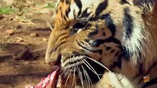 0:00 / 2:49 MBIDI BIG CATS (Full HD video Promo)