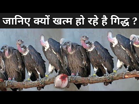 क्यों खत्म हो रहे है गिद्ध ? | Vulture In India | Why Vultures Are Important