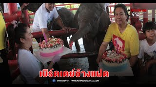 วังช้างอยุธยาฯ จัดแฮปปี้เบิร์ดเดย์ครบรอบ 1 ขวบ ช้างแฝด ต่างเพศ คู่แรกของโลก
