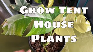 Tropical House Plants In Grow Tent Update  Mars Hydro Hoya Polyneura Variegated Epipremnum Pinnatum