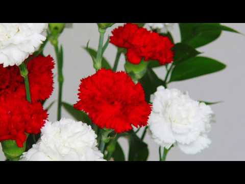 Olvidemos El Pasado  Vicente Fernández