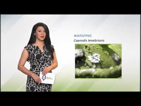 Zelena prognoza, 29.5.2017. - O žilogrizu, štetočini koštičavog voća