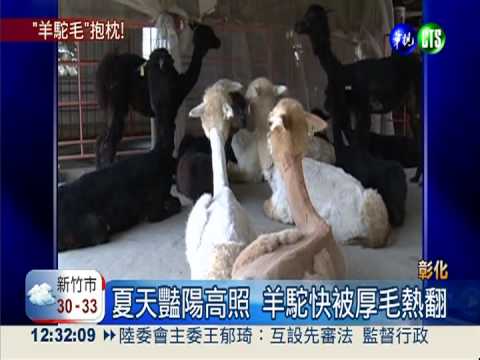 羊駝剃毛消暑氣 皮毛兼做抱枕