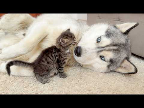 YouTube 썸네일