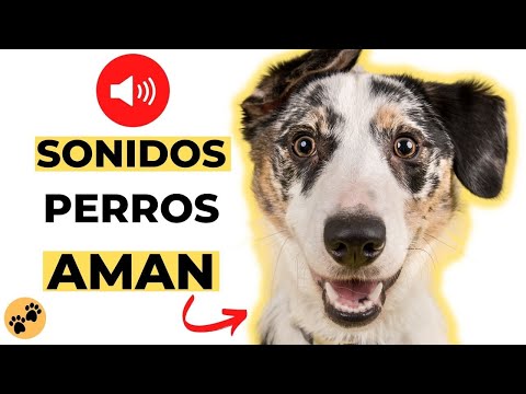 Sonidos Perros AMAN 🐶 Estimulacion para Perros