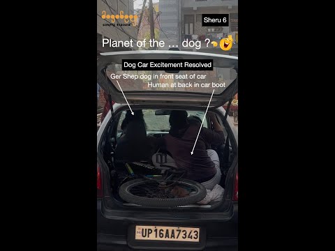 Sheru 6. Dog Car Excitement Resolved After Training.