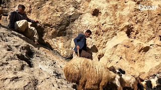 Bringing Sheep the Hard Way to Sell for Living Expenses | Nomadic Life of Iran